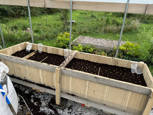 Building a tree propagation box to grow hundreds of chestnut seedlings