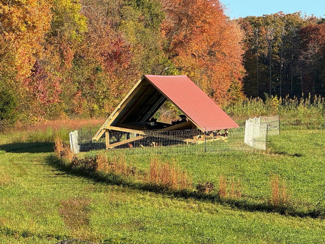 Mobile chicken shelter for happy hens on pasture