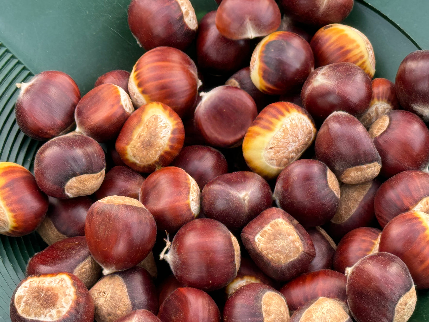 Chinese Chestnut - 12 Bare-root Seedlings