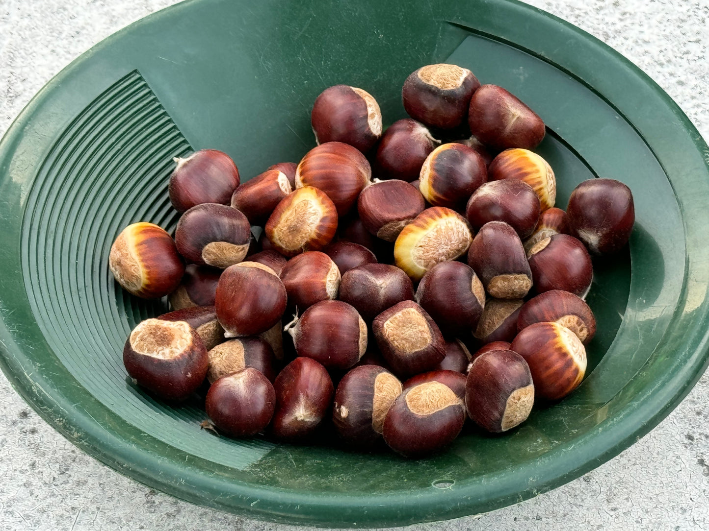 Chinese Chestnut - 12 Bare-root Seedlings
