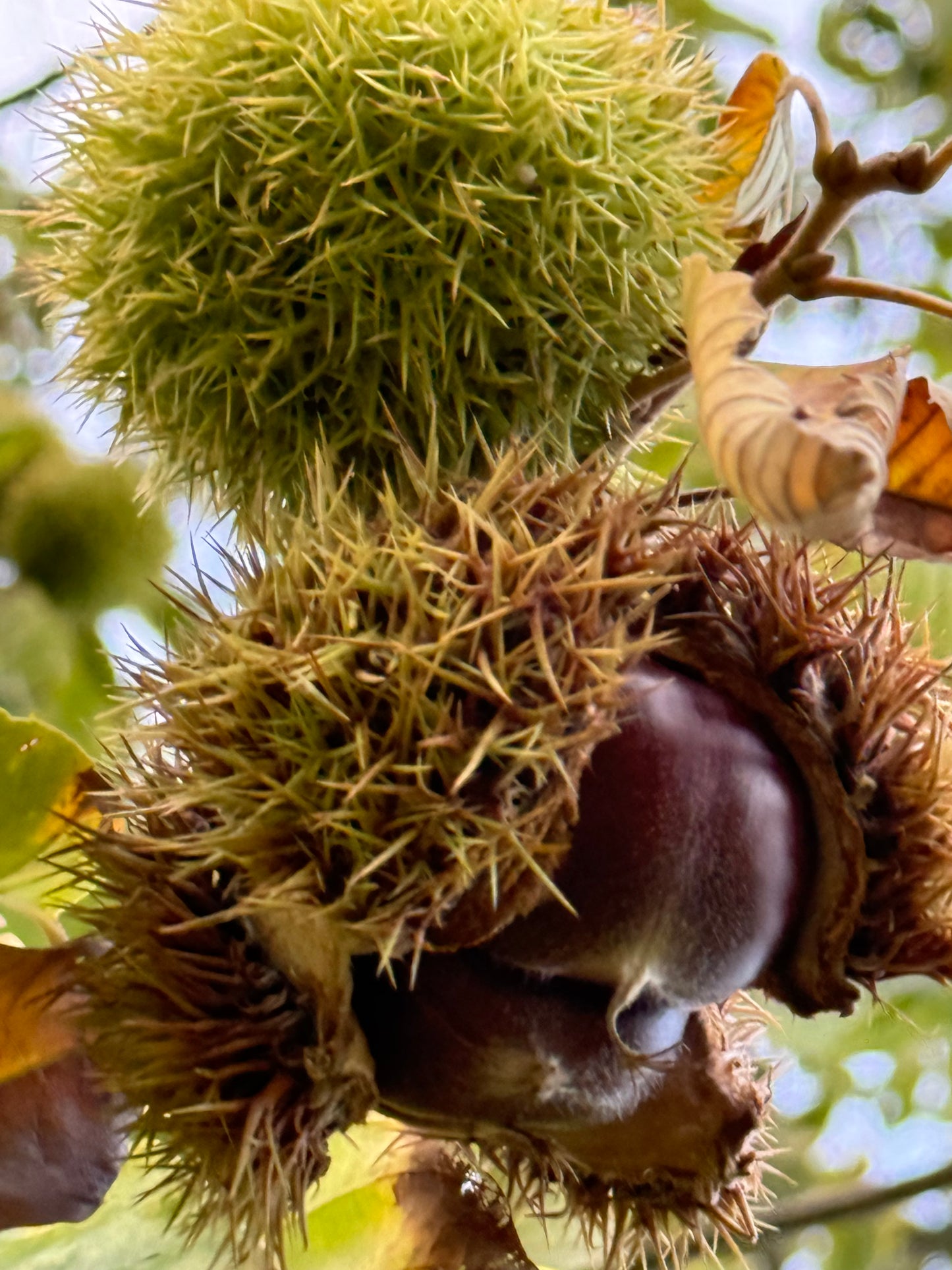 Chinese Chestnut - 12 Bare-root Seedlings