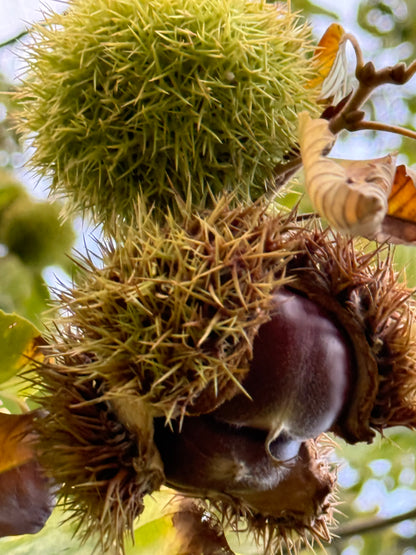 Chinese Chestnut - 12 Bare-root Seedlings