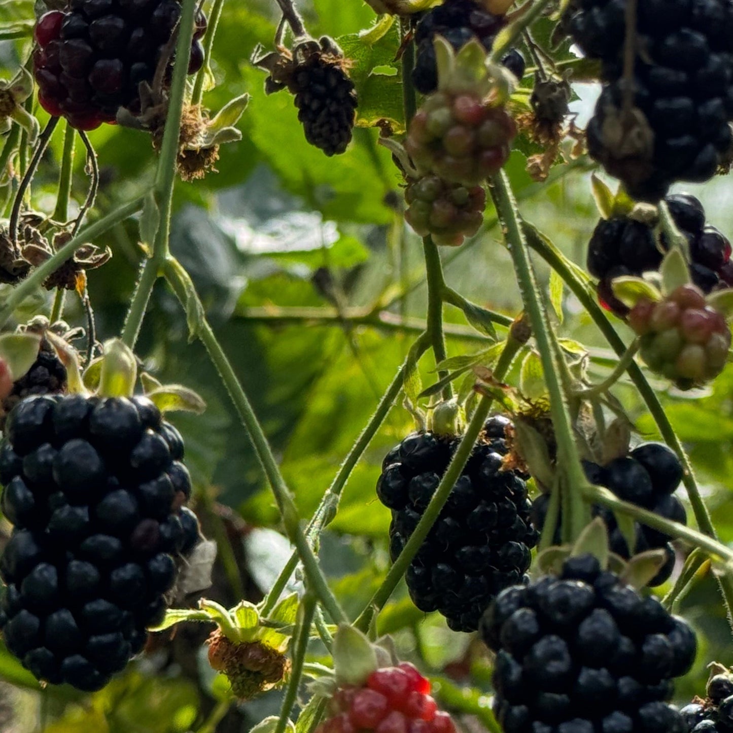 Thornless Blackberry Bundle - 15 Plants